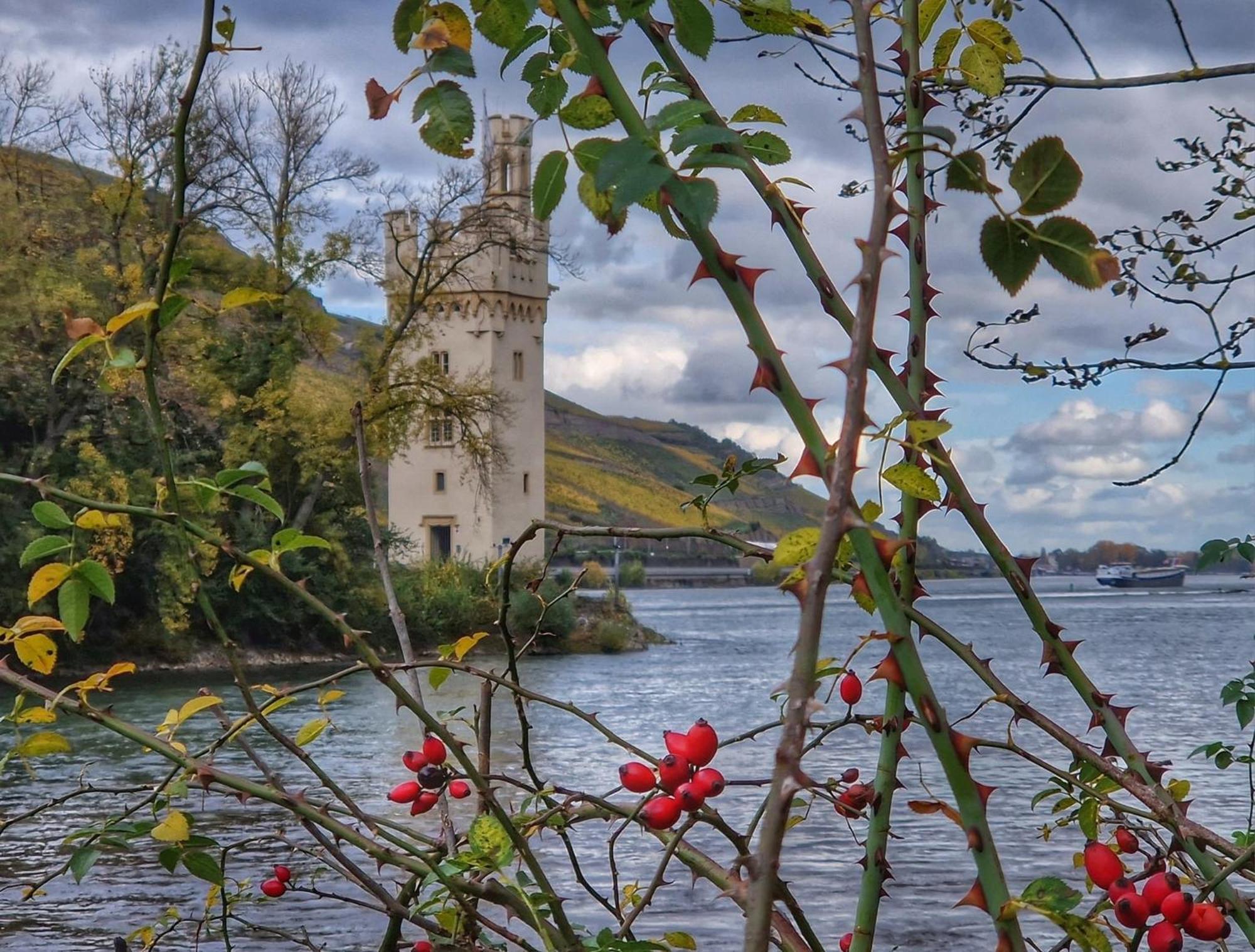 Ferienwohnung Rheinblick Bingen am Rhein Exterior foto